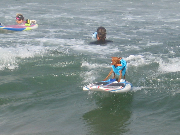 Tiny dogs surf mighty waves in Imperial Beach during the 11th Annual Unleashed by Petco Surf Dog Competition!