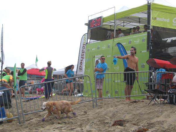 This thoughtful dog is checking out the perimeter of the surf competition starting area, which is fenced off from interfering human types.