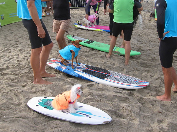 We're almost ready for the first heat! These small dogs pose atop their surfboards for photos and make the most of their superstar status.