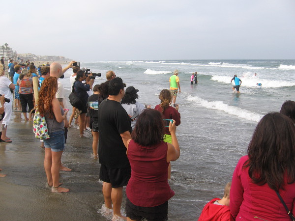 The crowd watches these talented canine athletes as they take to the thundering waves!