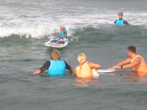 An amazing dog athlete has successfully caught the first wave! Here he comes! Great form!