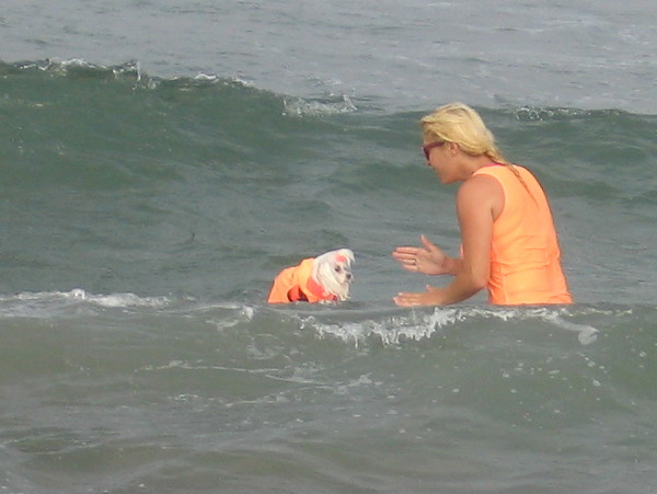 A tiny canine contestant receives encouragement as the annual surf dog competition gets underway.