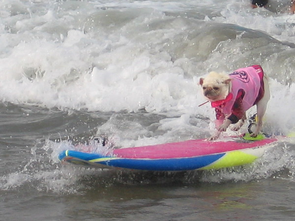 I'm thinking of submitting this amazing photograph to SURFER Magazine. I wonder if it might make the cover. (Just kidding!)