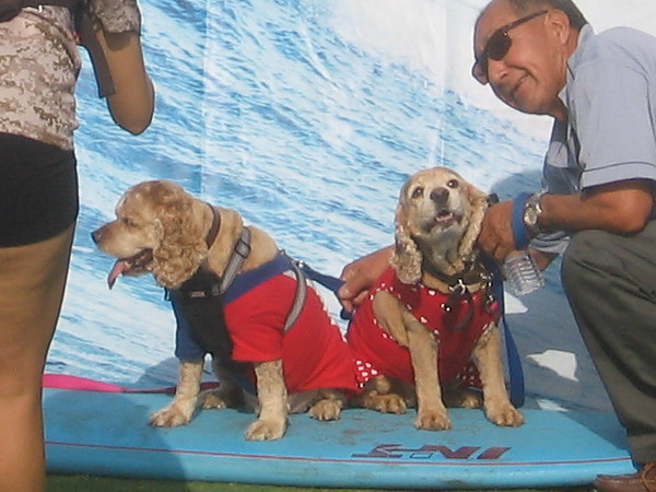 And these two sneaky dogs want to pretend they're honest-to-goodness surfers. Can't fool me!