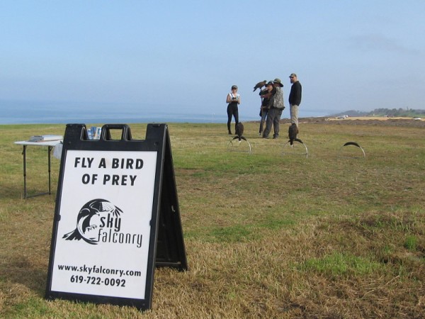 While I wandered about I made a cool discovery! Atop the hill beside the Torrey Pines Gliderport, the folks of Sky Falconry were getting ready for a morning class.