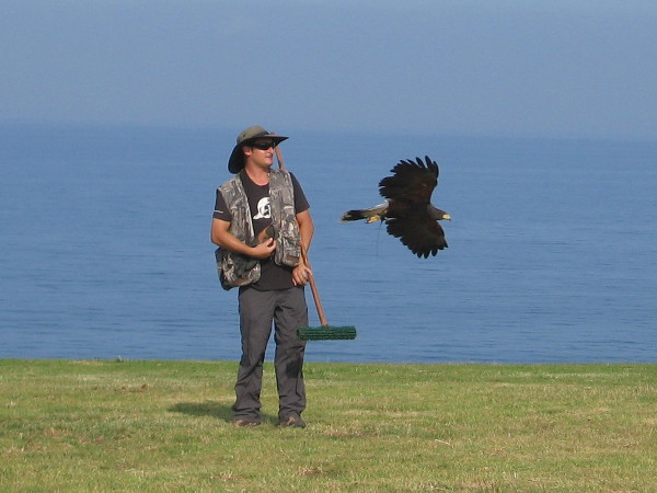 Taking flight indeed! A beautiful raptor flies past its handler. Beyond, the blue Pacific Ocean stretches to the horizon.