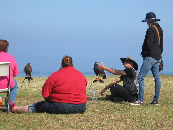 The Sky Falconry class has begun and I take another photo, then leave these good people in peace. There is much else to see...