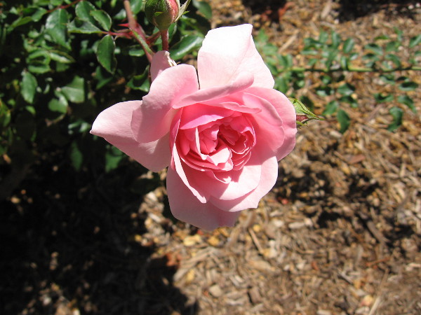 While I stood waiting outside the House of England among Balboa Park's International Cottages, I snapped this photo of a beautiful rose.