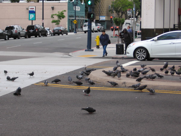 Pigeons on Broadway.