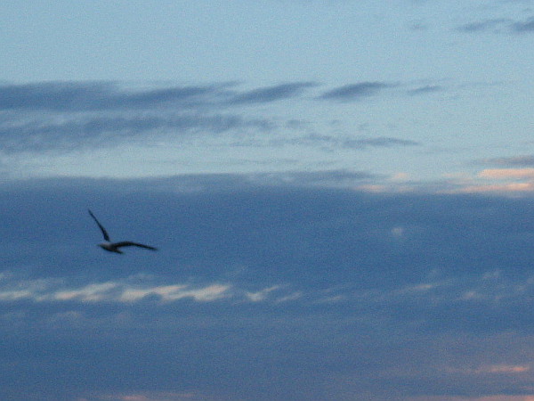 A seagull circles far away like a dream.