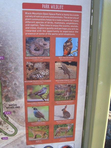 Animals one might spot along the trail include rattlesnakes, Red-tailed Hawks, California Quail, Greater Roadrunners, Desert Cottontails, Bobcats and Coyotes.