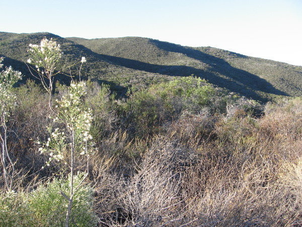 Looking southeast toward a chaparral-covered slope of Black Mountain in north San Diego County.