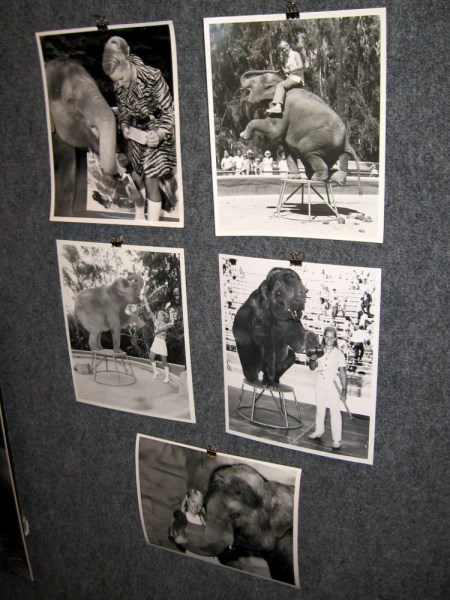 Wonderful photos of Joan Embery with Carol the Elephant. The two became good friends when Joan worked at the San Diego Zoo. She would become the zoo's world-famous Goodwill Ambassador.