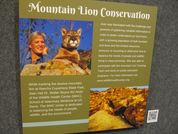 Joan Embery participated on a mountain lion tracking team at Rancho Cuyamaca State Park east of San Diego.