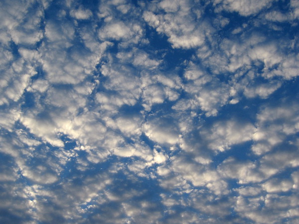 White clouds that seem like cotton in the blue sky.