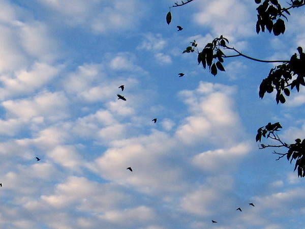 Morning birds take flight high in the air.