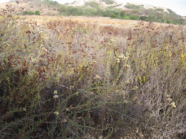 Looking north across a field in Los Peñasquitos Canyon Preserve in late October. Many leaves and flowers are now brown, awaiting winter rains.