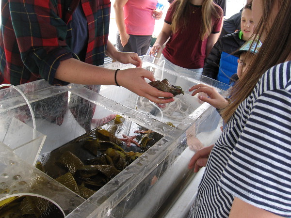 Shoppers at the Tuna Harbor Dockside Market learn about whelks and other food from the sea.