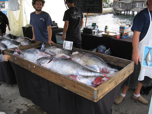 Some freshly caught silvery Pacific bluefin tuna on ice for sale. That's a lot of eating!