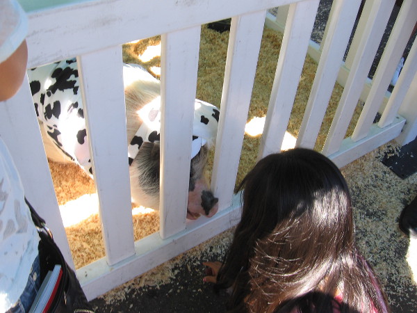 A friendly hog greets somebody at the Fall Back Festival.