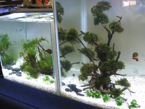 Who said bonsai plants couldn't be submerged? Makes for a lovely but rather fishy garden.