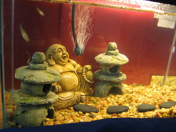 And an underwater Buddha, too! These fish must be on the path to nirvana.