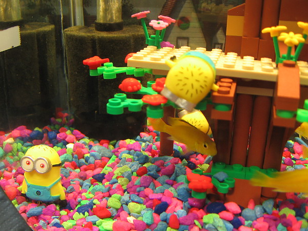 An aquarium alive with silly Minions and Lego creations and color. Oh, and some shy yellow fish, too.