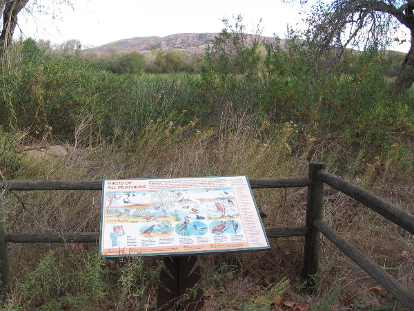 Signs along the nature trail include descriptions of wildlife that can be found around Kumeyaay Lake (once called Hollins Lake). Open water can be glimpsed beyond cattails.
