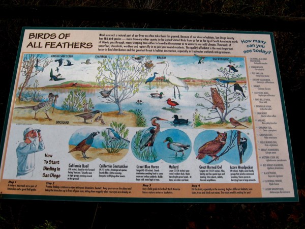 At Mission Trails Regional Park, birds of all feathers include quail, gnatcatchers, herons, egrets, ducks, woodpeckers, scrub jays, owls, and the endangered least Bell's vireo!