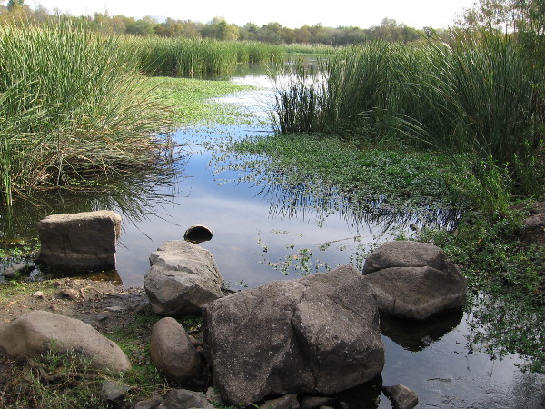 Photo of the San Diego River emerging from Kumeyaay Lake. This is near an outdoor amphitheater and fire pit. The park is a perfect place to learn about nature from rangers, and for stargazing at night!
