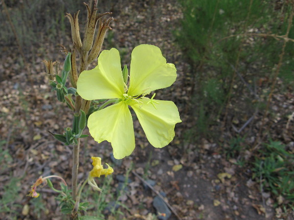 An Autumn wildflower at Mission Trails Regional Park.