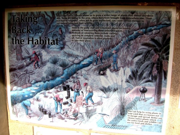 Non-native plants can cause serious damage to natural areas and wildlife. Park staff and volunteers work to protect the natural ecosystems.