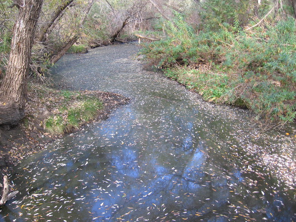 Hiking down the Grasslands Crossing Trail, my guide and I pass over the San Diego River. It has been a typically dry summer, and the pooled water here is still.