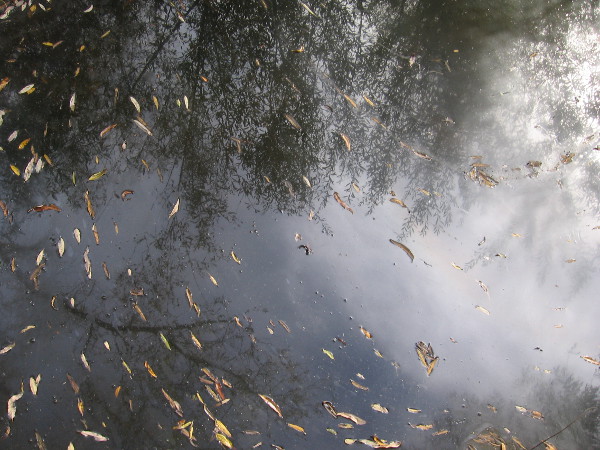 Leaves and reflections of trees in the quiet water.