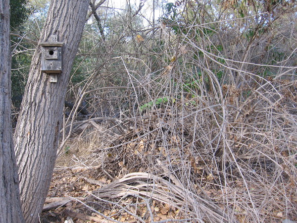 We spied a wood rat's nest of twigs and branches near the hiking trail. I learned these nests contain several rooms with different functions, not unlike a human home.