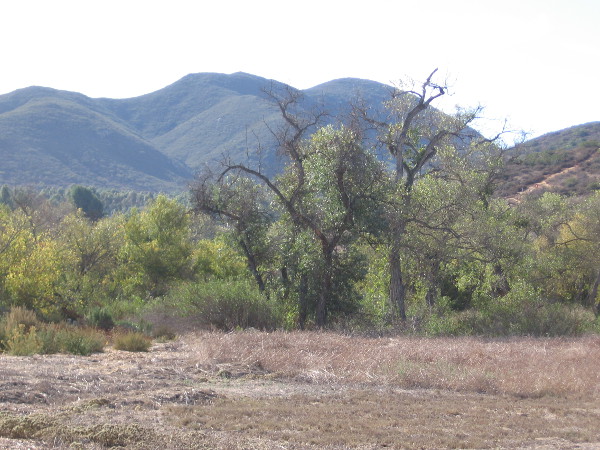 Now we are heading along the easy Grasslands Loop Trail, following the north bank of the San Diego River. Riparian trees such as willows, sycamores and cottonwoods thrive along the river.