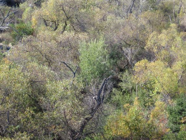 Lush trees along the San Diego River. Autumn leaves have yellowed a bit.