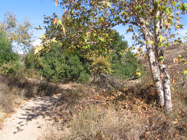 We have descended onto Oak Canyon Trail, and are working our way down to the river and the historic dam.