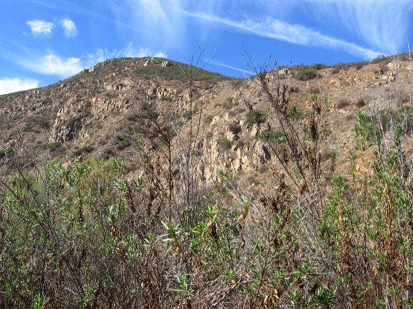 South Fortuna Mountain, elevation 1094 feet, rises to the south. It's sides are covered with native chaparral and sage scrub.