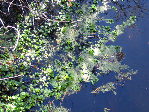 Larry, my knowledgeable trail guide, informed me that the tiny green vegetation is duckweed, an aquatic plant that floats on the water's surface.
