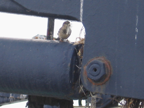 That's a very large houseboat. A small bird builds a nest in an odd place.