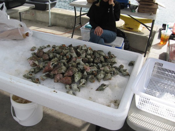 A big pile of whelks. To cook these, boil!