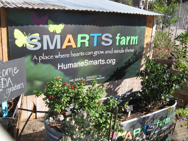 SMARTS Farm in San Diego's East Village is a community garden where hearts can grow and minds thrive.