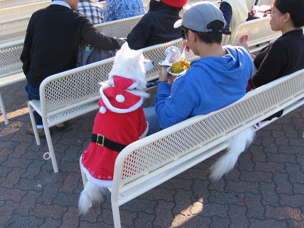 If Santa had a dog, it would probably dress like this. It gets chilly up north.