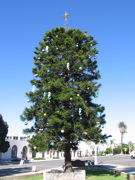 The Community Christmas Tree is hung with lights and ornaments at the La Jolla Recreation Center park.