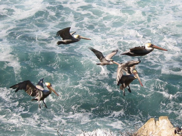 Brown pelicans come in for a landing on a cliffside near La Jolla Cove.