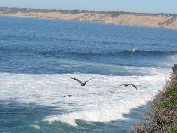 Sea birds fly along the water's edge as the surf breaks. The cliffs of Torrey Pines stretch in the distance.