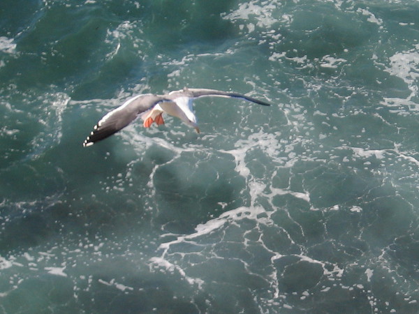 A seagull descends gracefully with outstretched wings.