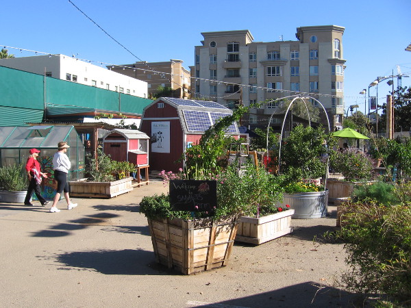 Walking around the large colorful garden. Schools and community groups can grow their own plants in an urban environment downtown.