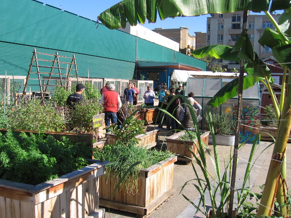 Lessons about how to plant urban crops were underway in the late morning.